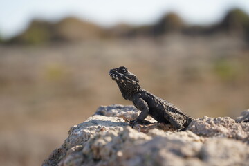 Agama lizard or hardun lizard (Stellagama stellio or Laudakia stellio stellion or Lacerta stellio)  sits on a rock and basks under the sun