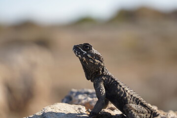 Agama lizard or hardun lizard (Stellagama stellio or Laudakia stellio stellion or Lacerta stellio)  sits on a rock and basks under the sun