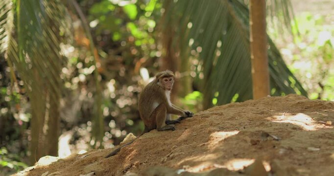 A monkey sits in the sun examining its paw, surrounded by lush tropical foliage in Sri Lanka. Perfect for wildlife, nature, and animal behavior themes in Asian forest settings.