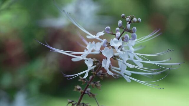 Orthosiphon Aristatus in Focus: A Close-Up of Nature's Beauty
