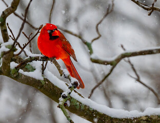 Northern cardinal male perched on a snow-covered branch, its bright red plumage standing out in falling snow