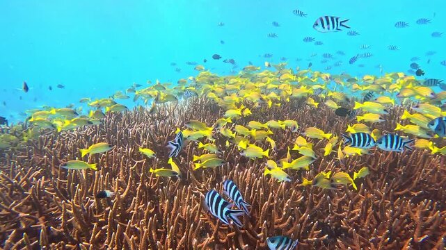 Beautiful school of Lutjanus yellow fishes in Seychelles reef