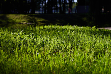 A Vibrant and Lush Green Grass Spreading Vastly Beneath a Gentle and Soothing Light