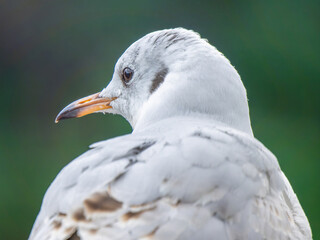 ユリカモメのアップ