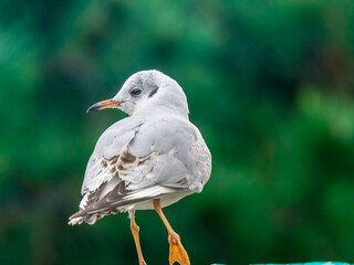 ユリカモメのアップ