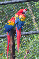 Two colorful macaws sit next to each other on a weathered branch, displaying their vibrant red, yellow and blue feathers. The contrast of scarlet, gold and azure creates a stunning visual display.