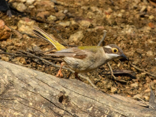 Brown-headed Honeyeater (Melithreptus brevirostris) in Australia