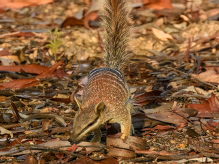 Numbat (Myrmecobius fasciatus) in Australia