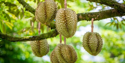 Obraz premium Durian fruit is ready to harvest at noon