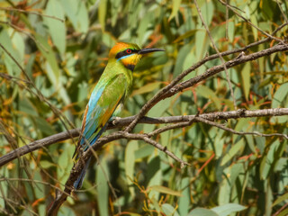 Rainbow Bee-eater (Merops ornatus) in Australia