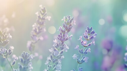 Fototapeta premium Soft Mint Green and Pale Lavender Gradient
