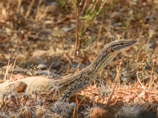 Sand Monitor or Goanna (Varanus gouldii) in Australia
