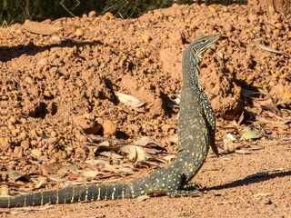 Sand Monitor or Goanna (Varanus gouldii) in Australia