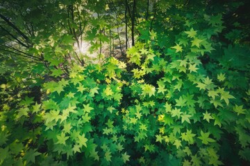 Fototapeta premium Lush Green Forest Landscape with Vibrant Fall Foliage