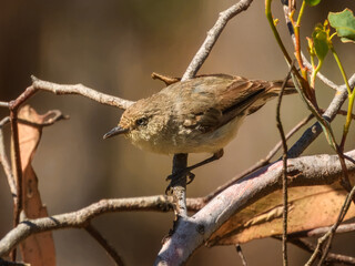 Western Thornbill (Acanthiza inornata) in Australia