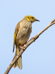 Yellow-plumed Honeyeater (Ptilotula ornata) in Australia