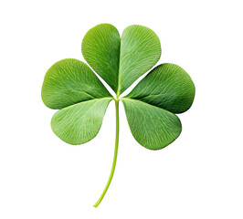 Green clover leaf. St. Patrick's Day, Irish, nature themes, PNG image with transparent background