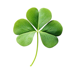Green clover leaf. St. Patrick's Day, Irish, nature themes, PNG image with transparent background