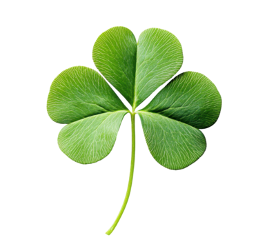 Green clover leaf. St. Patrick's Day, Irish, nature themes, PNG image with transparent background - Powered by Adobe