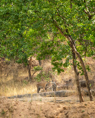 two playful subadult or wild bengal tiger or panthera tigris cubs together walking in forest in...