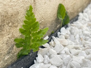 fern young plant