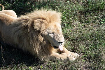 Obraz premium Lion, Grass, Safari - White lion relaxing in grassy field during safari.