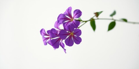 Delicate Purple Flowers on a Stem with Green Leaves Against a White Background