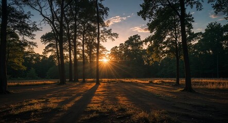 Fototapeta premium Evening Shadows in a Forest Clearing