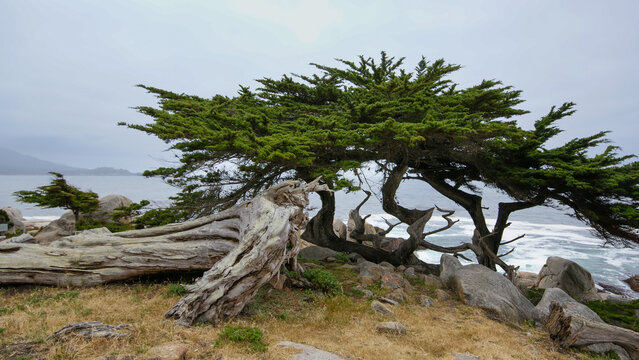 Wind-sculpted Monterey cypress trees (Hesperocyparis macrocarpa) at the Pacific Ocean coast, Monterey Peninsula, California