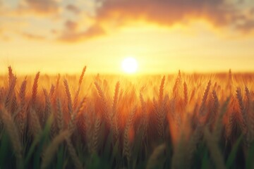 Fototapeta premium Wheat field and sunset.