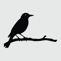 Birds stands on a branch peaceful quite silhouette