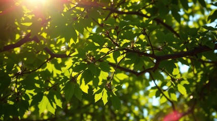 Obraz premium Sunlight filters through a canopy of lush green leaves, creating a dappled pattern on the forest floor.