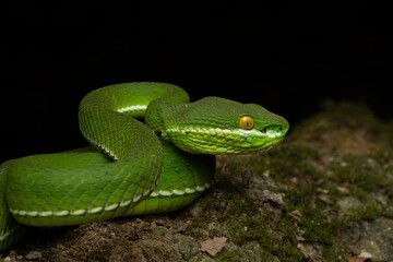 Close-up portrait of a male white lipped pit viper at Kuiburi national park in Thailand