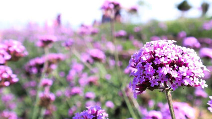 Obraz premium Beautiful purple flower field that are interspersed with green, blending together beautifully that gives the most exciting and interesting feeling