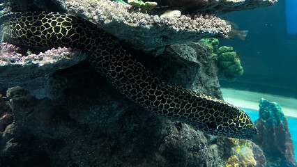 Eel nesting in the coral with black and yellow alternating patterns
Beautifully and very interesting