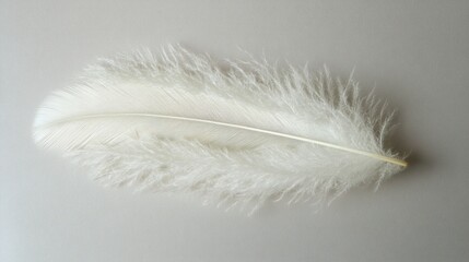 Obraz premium Soft White Feather on Neutral Background Delicate Fluffy Light Texture