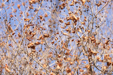 In the dry season, the leaves fall, leaving only dry branches and lace, creating a beautiful dry picture.