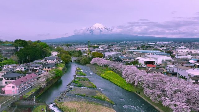 Cherry blossoms bloom along the Urui River  in Japan's Shizuoka Prefecture. There is Mount Fuji 