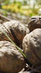 Walnuts in a shell close-up in the sun