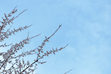  A beautiful spring branches of a blossoming tree covered with soft pink flowers. symbolizing growth, hope, and the arrival of spring.