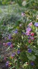 Pulmonaria officinalis, lungwort, medicinal plant lungwort