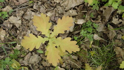Small oak tree, leaves on a small oak tree in natural environment