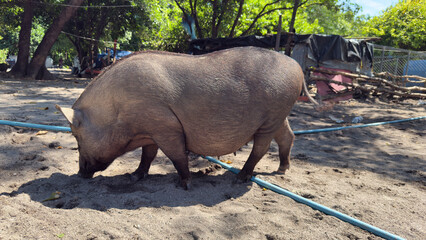 A large black pig  walking on a sandy ground under the shade of trees, near a rustic hut in a tropical setting.