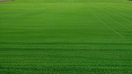 Vibrant green grass field with a perfectly manicured landscape.