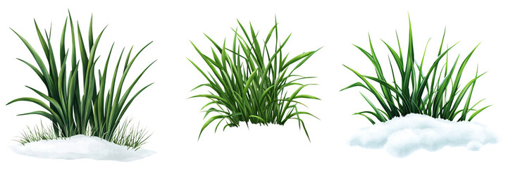 Fototapeta premium Frosted winter grass with soft snow, showcasing seasonal elements and nature beauty