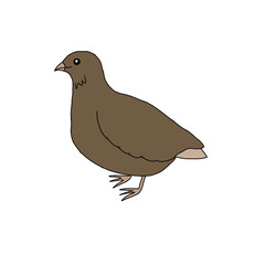 bird