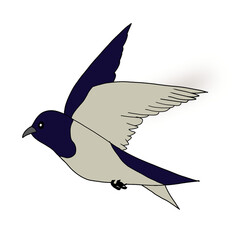 bird