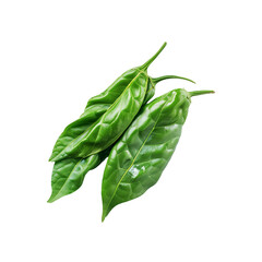 Green Leaf Isolated on Transparent Background