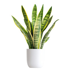 Potted snake plant isolated on transparent background, PNG file