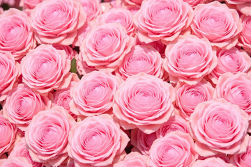 Close up of pastel pink roses densely packed natural lighting